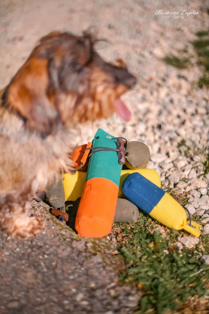 Welche Zubeh&ouml;r ben&ouml;tigst du f&uuml;r das Dummytraining? | Dummy im Dialog